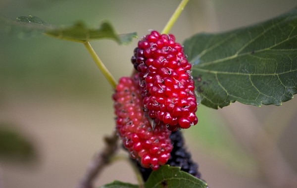 Red Mulberry