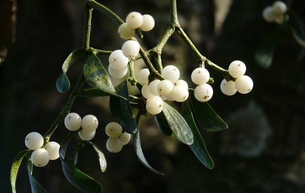 Mistletoe Berry