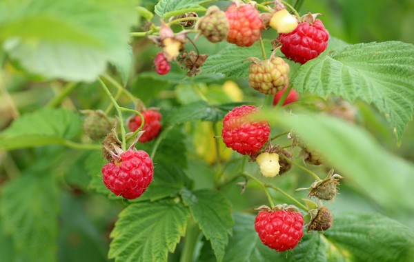 Raspberry