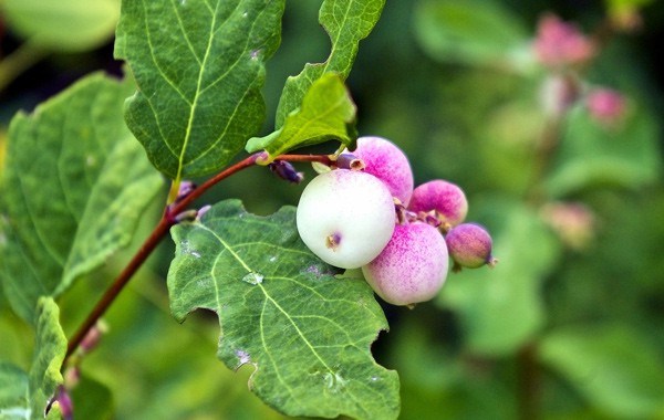 Snowberry