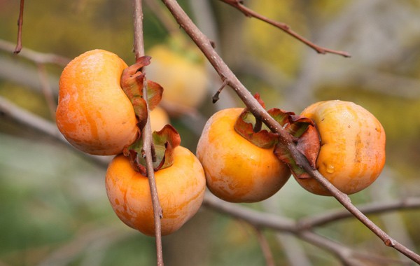 Persimmon