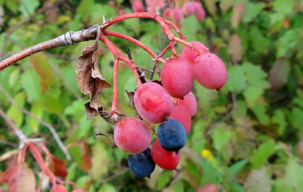 Nannyberry