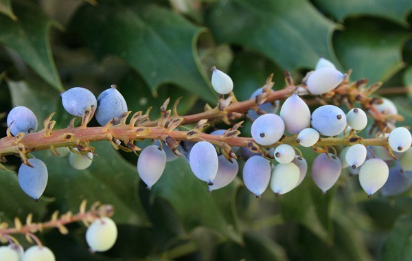 Oregon Grape