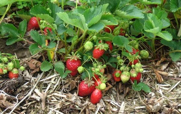Strawberry