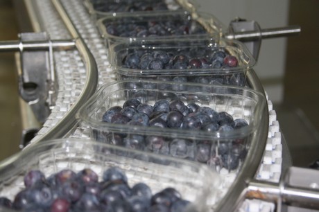Berry packing & processing inventory QC traceability by farmsoft reduces waste and increases productivity