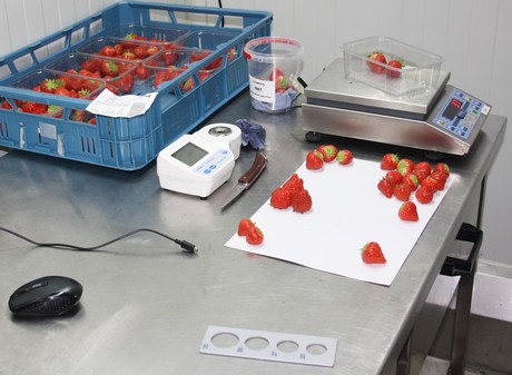 Berry packing & processing inventory QC traceability by farmsoft reduces waste and increases productivity
