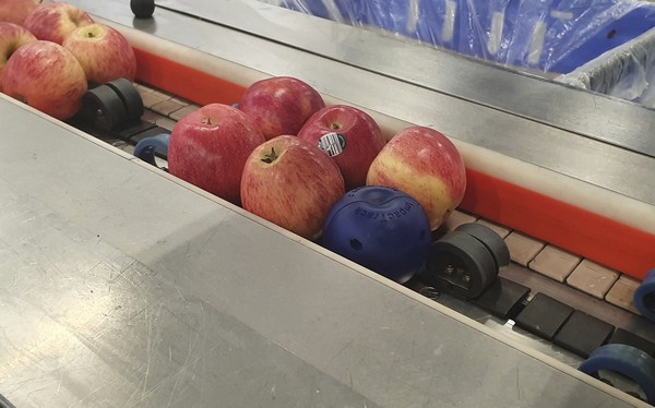Fruit packing system