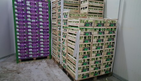 Fresh produce import packing data fruit vegetables