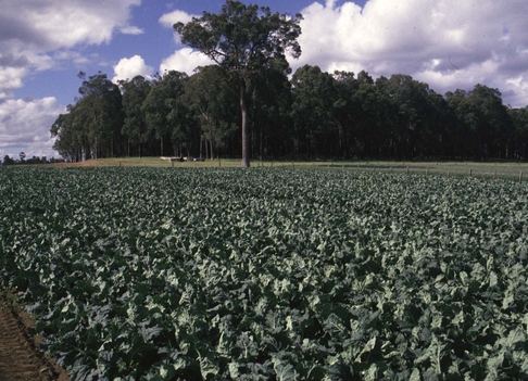 GFSI compliance for fruit and vegetable handling