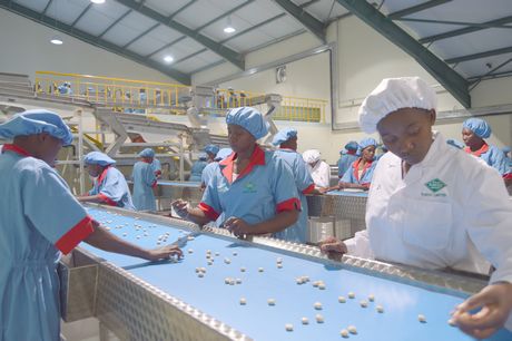 Coffee processing, grading, sorting, packing