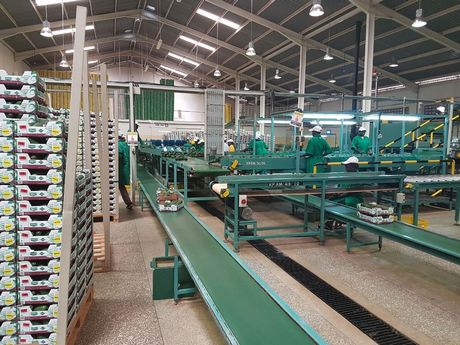 Coffee processing, grading, sorting, packing