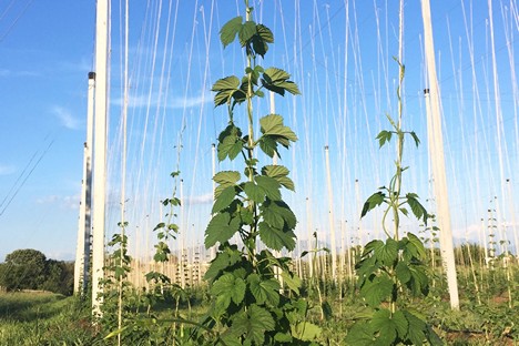 Hop Processing / Hop Milling