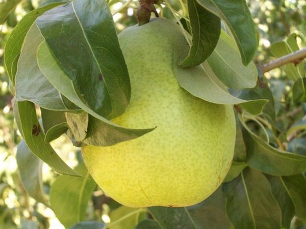 Sage integration (fresh produce)