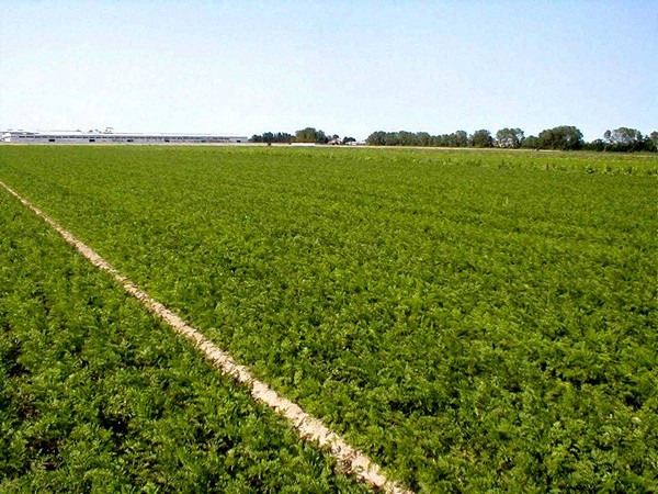 Production planning - fresh produce fruit & vegetable packing and processing