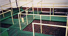 coffee manufacturing