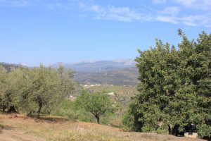 olive oil tour andalusia spain