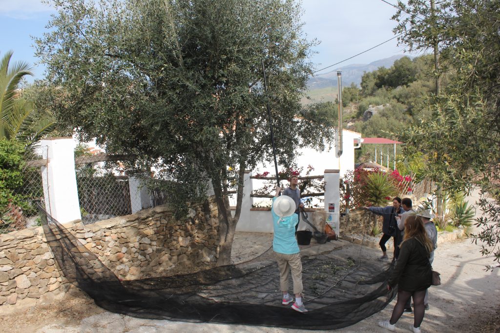 olive oil production process