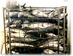 Canned seafood fish manufacturing app
