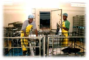 Canned seafood fish manufacturing app