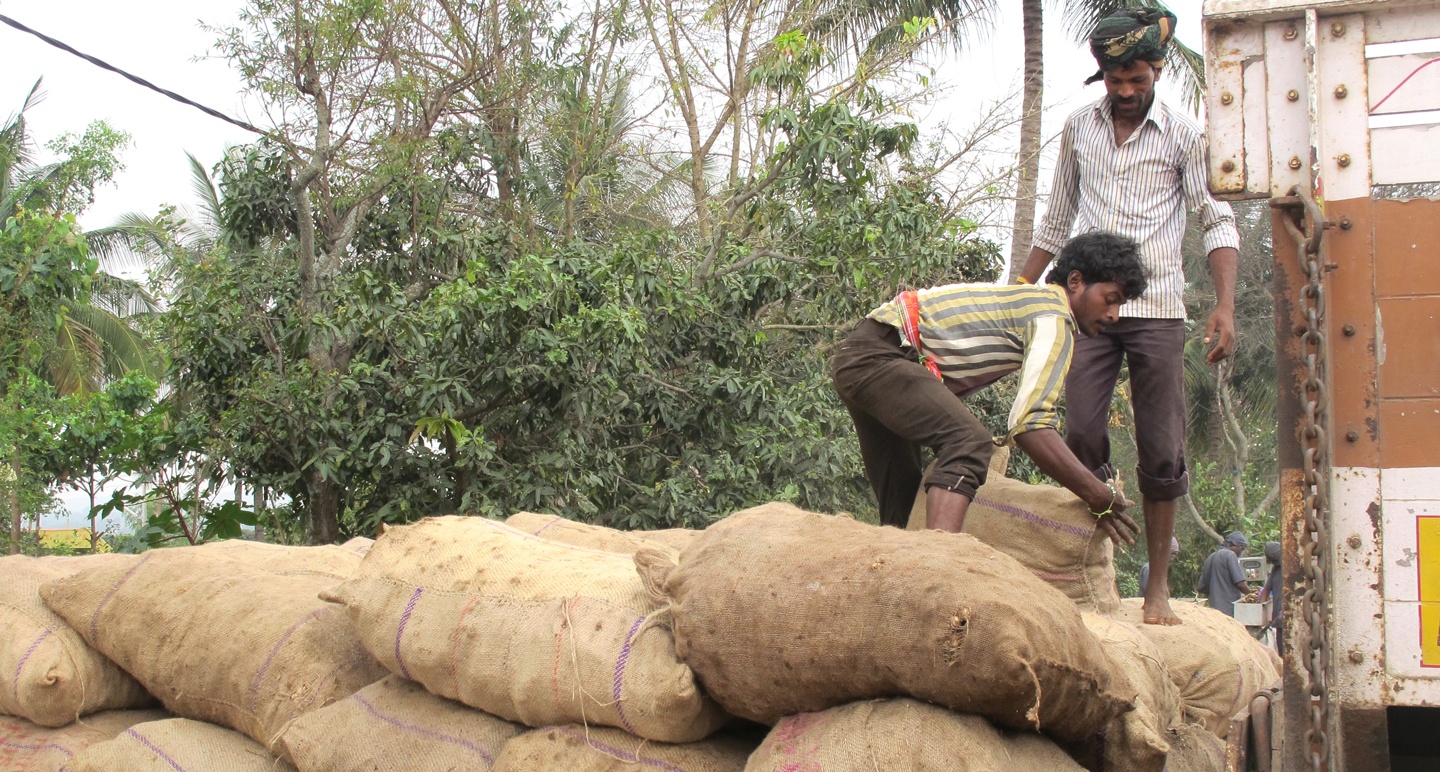 Primary Processing: The Herbal Products Supply Chain