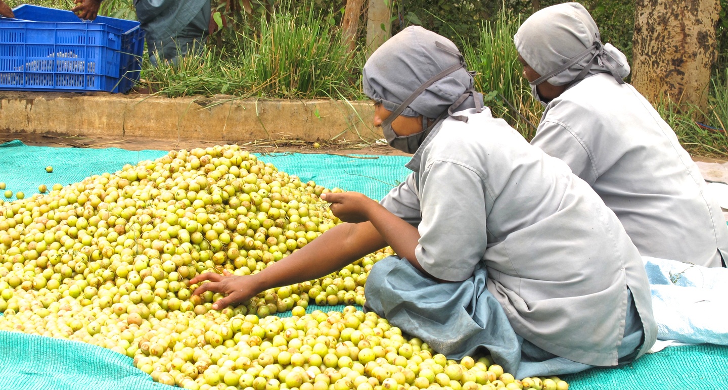 Primary Processing of Medicinal Plants