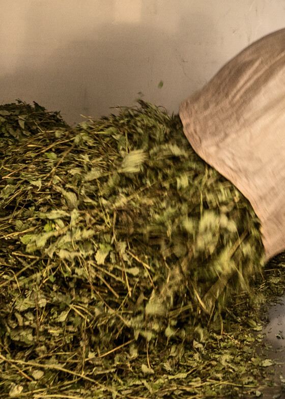 Herb processing