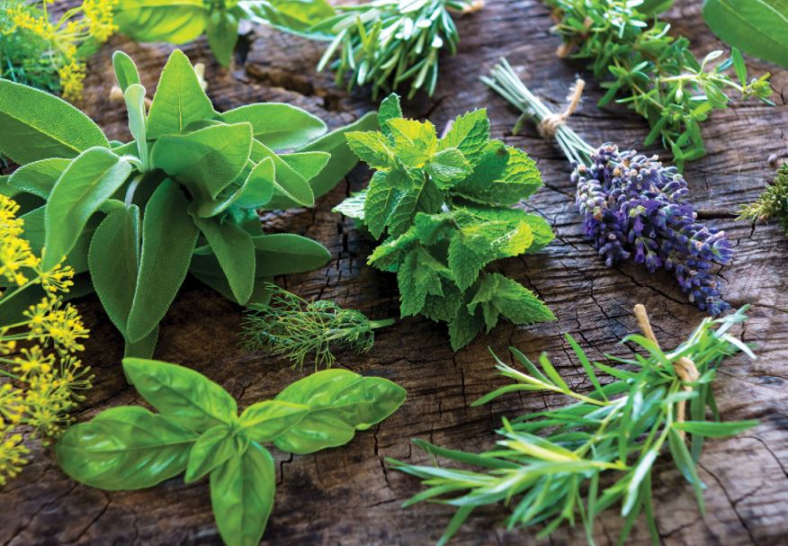 Herb processing