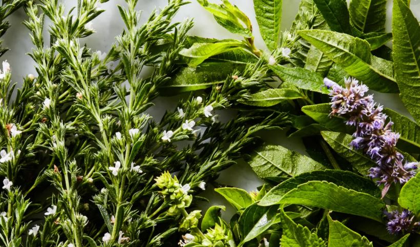 Herb processing