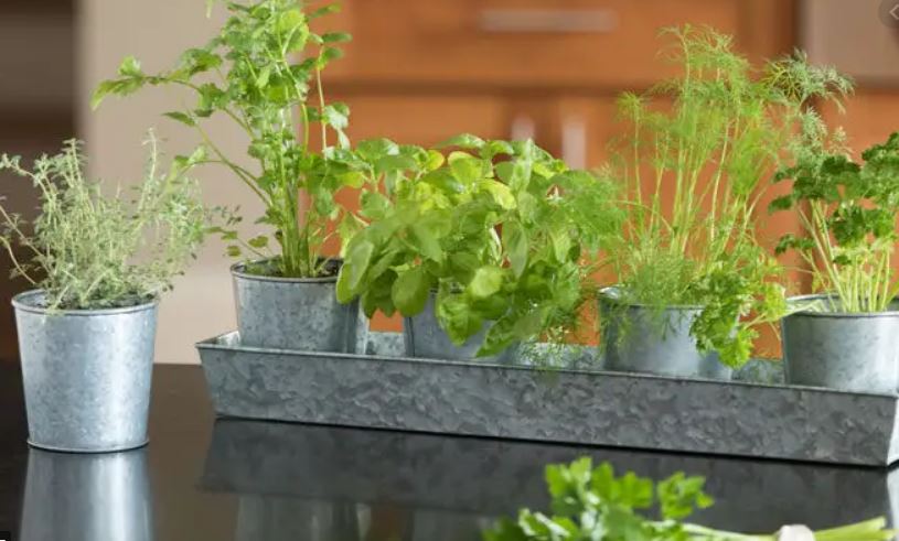 Herb processing