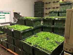 Spring Mix Packing - Creating the Lettuce Mixture