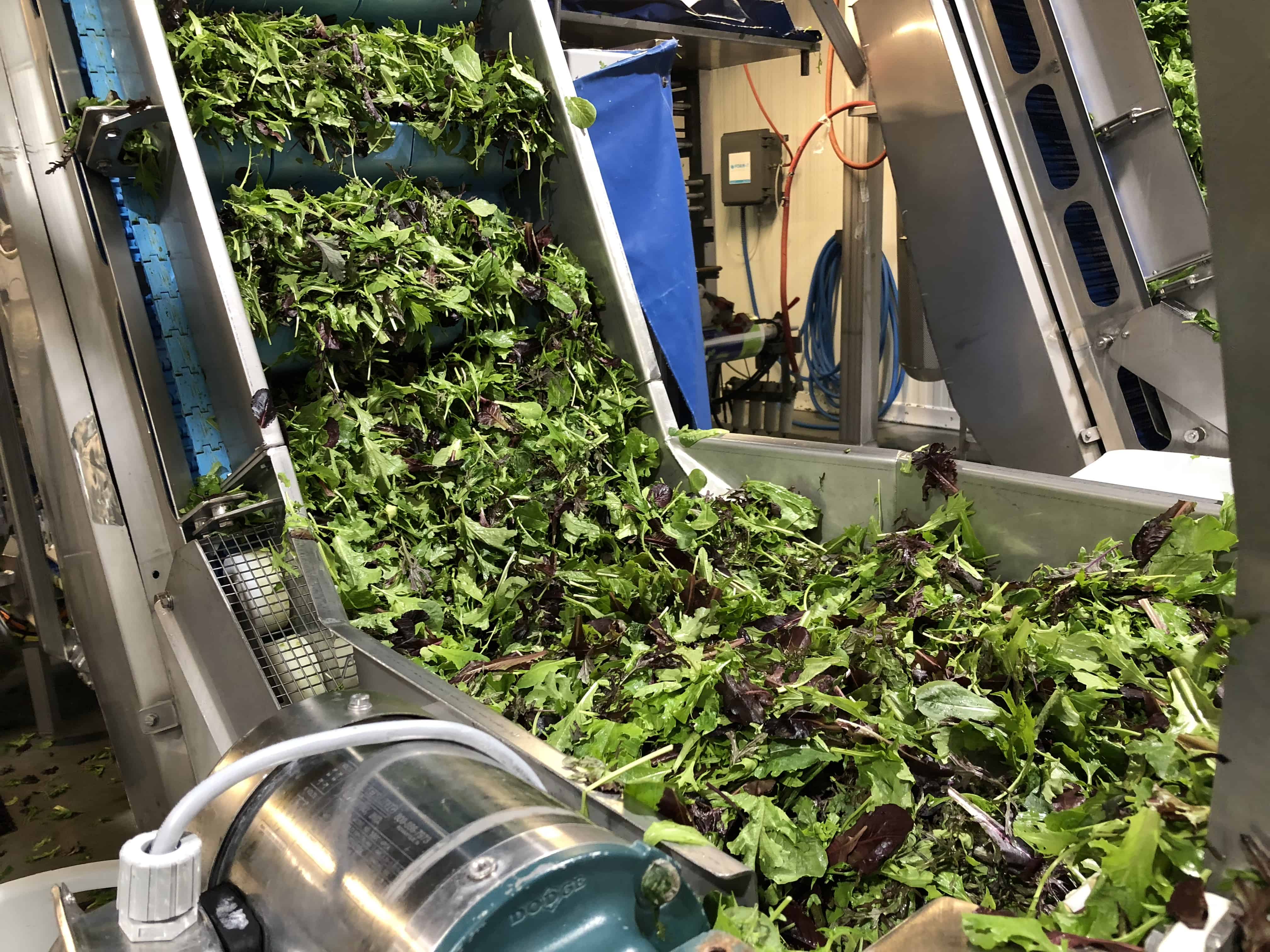 Salad Processing – Creating Spring Mix