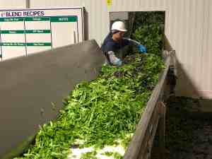 Spring Mix Packing - Creating the Lettuce Mixture