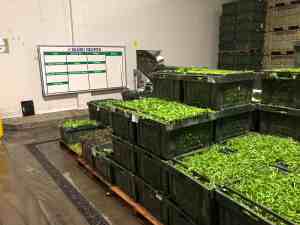 Spring Mix - Babé Farms