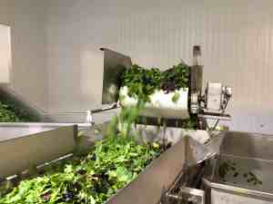 Spring Mix Packing - Conveyor
