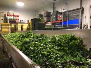 Spring Mix Packing - Creating the Lettuce Mixture