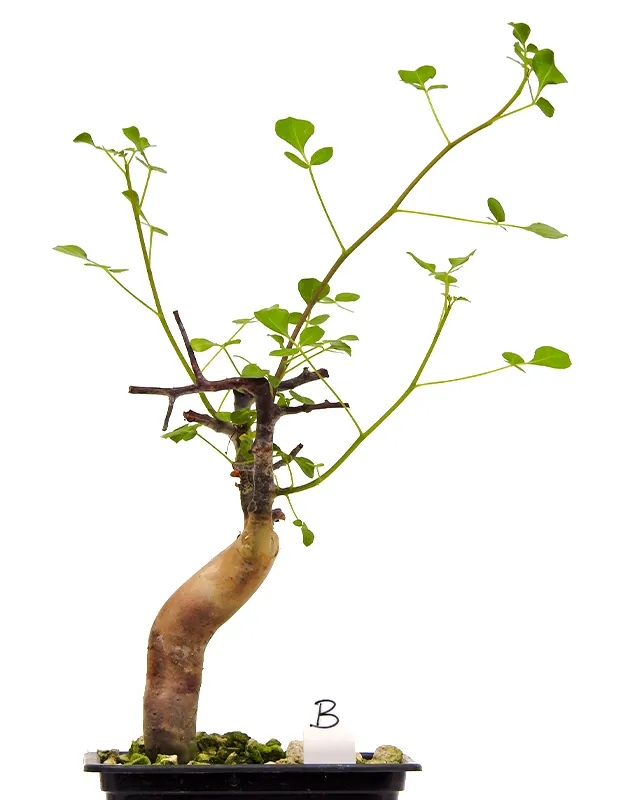 🌱 Bursera paradoxa | Seedlings | Shop Now