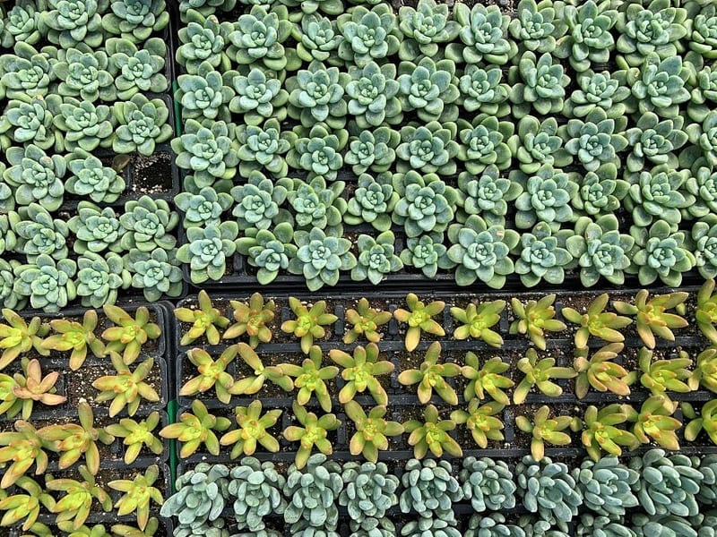 High Country Growers Bedding Plants, Poinsettias, Hemp, Succulent & More