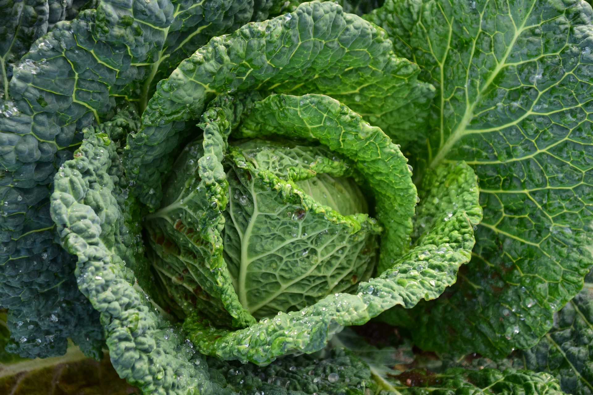 Como assim as plantas não querem ser comidas?