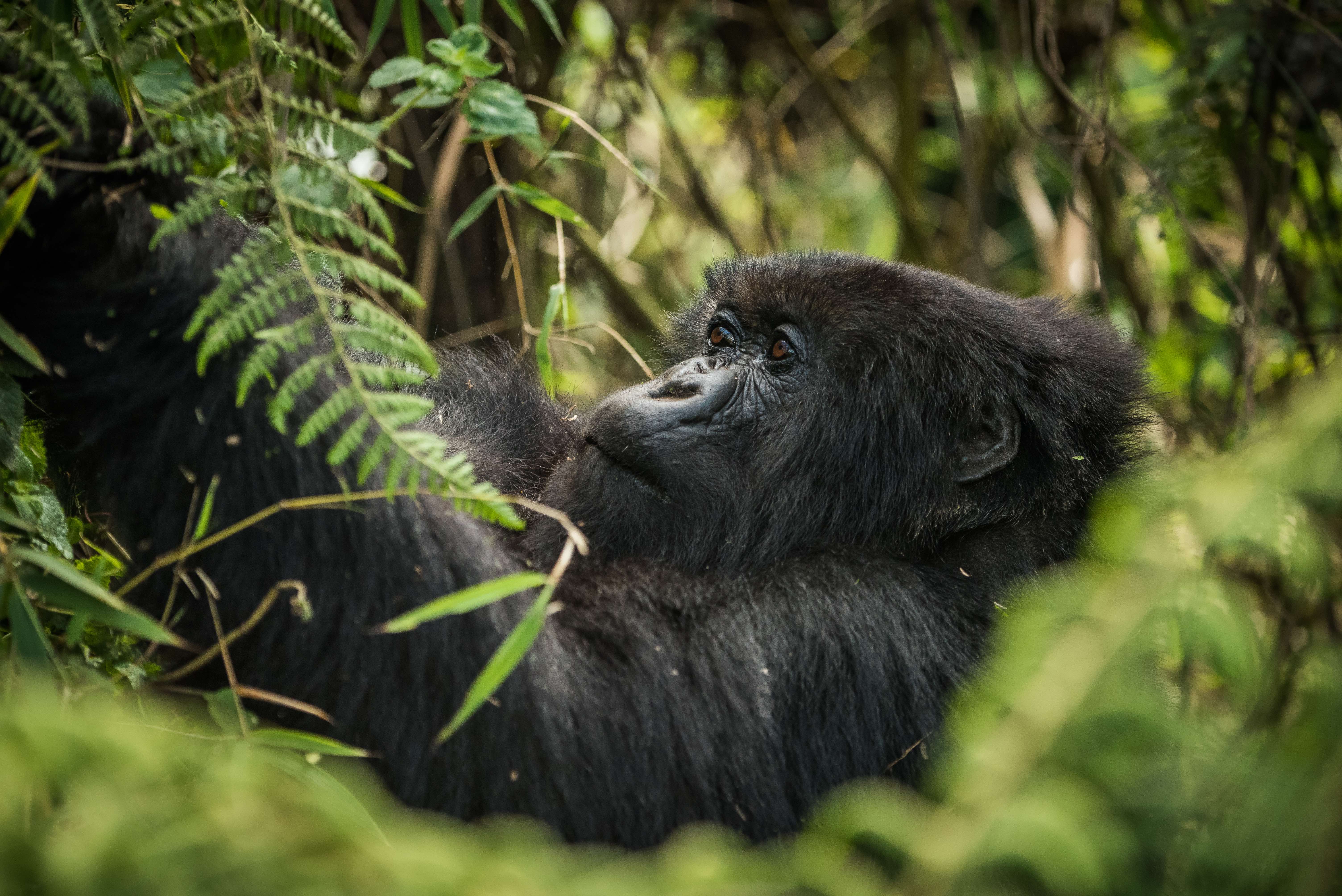 a mountain gorilla in Volcanoes National Park Rwanda