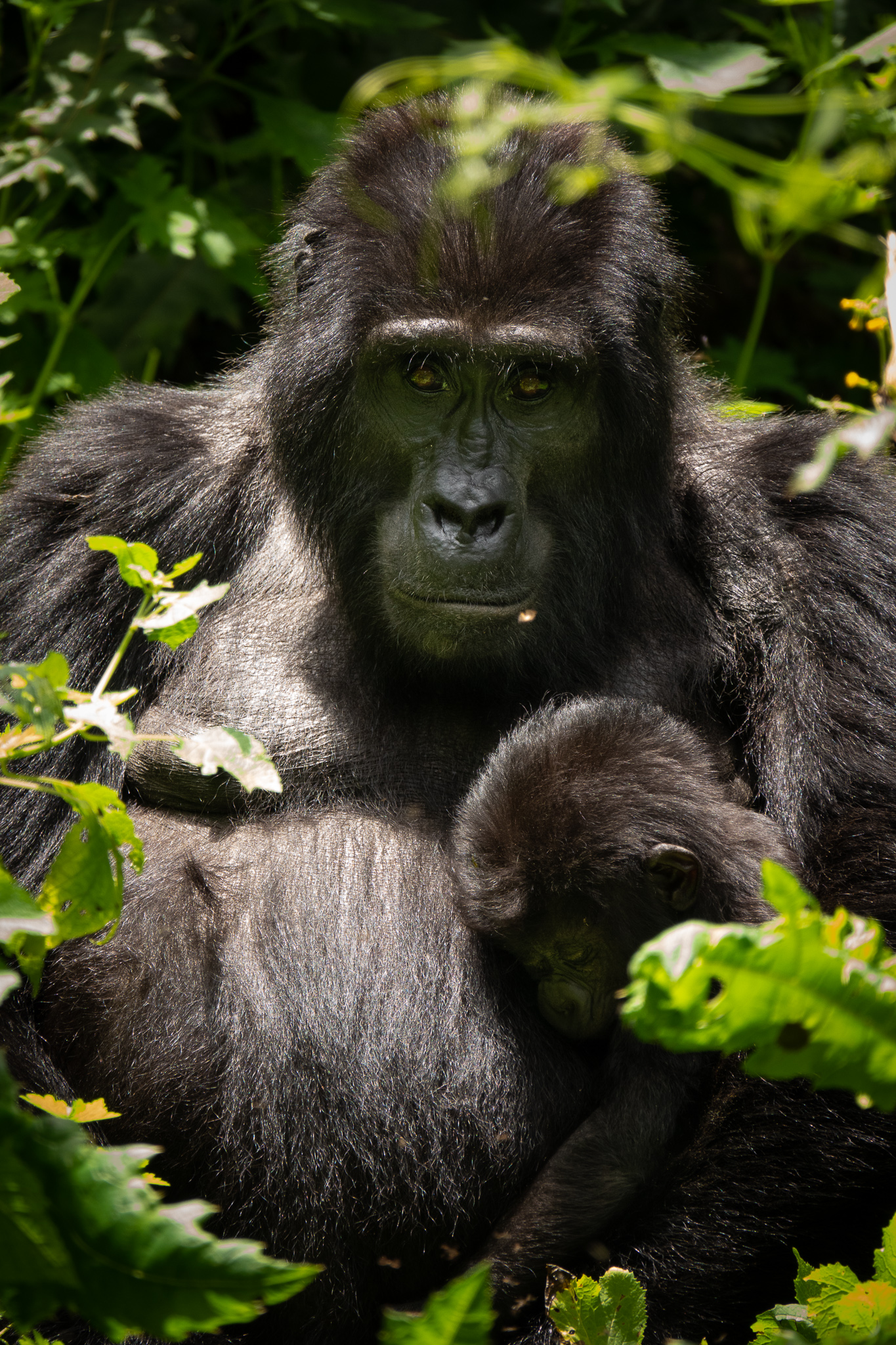 gorilla and baby