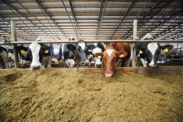 cattle in barn munching on their feed