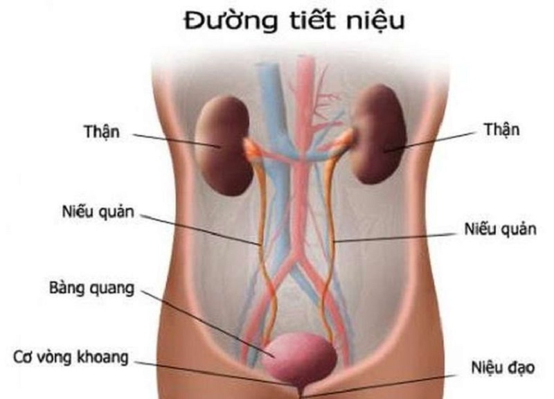 hệ tiết niệu