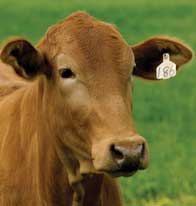 cow