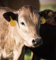 cow
