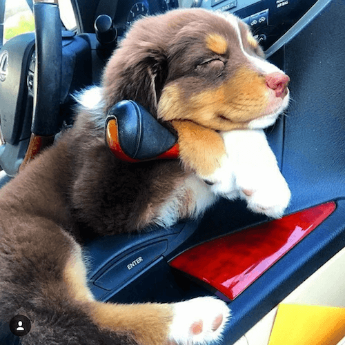 Puppy