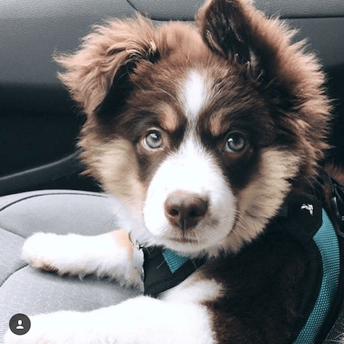 Puppy