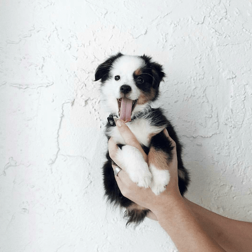 Puppy