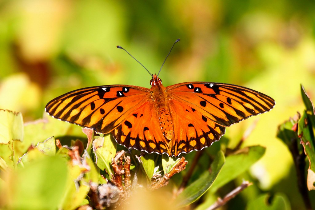 nature d'été en anglais