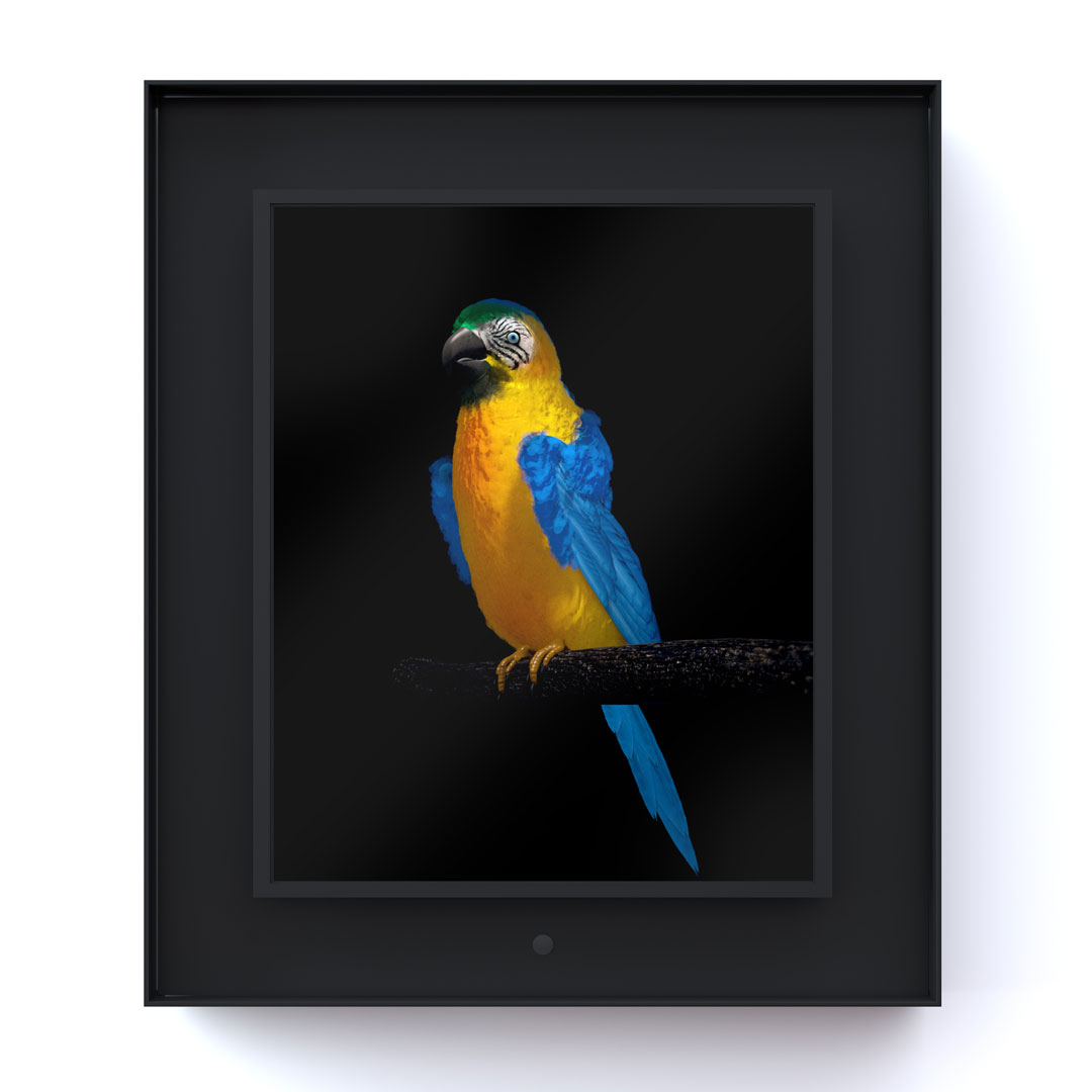 Ruffled: Blue and Yellow Macaw