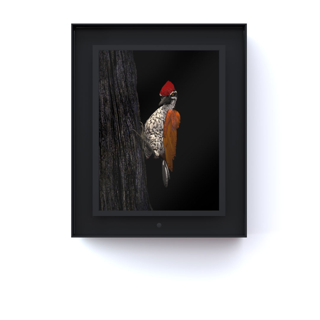 Ruffled: Greater Flameback
